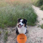 Auf den Hund gekommen