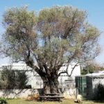 Frankreich – Antibes 1