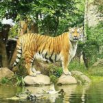 Lea ist vom Tiger im Leipziger Zoo begeistert