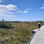 Schwarzwald - Hochmoor