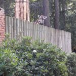 Tierpark Liberec in Tschechien