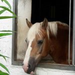Urlaub in der Reitschule Lütjensee in Schleswig-Holstein