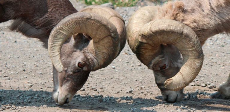 Wer Anderen Eine Grube Gräbt Fällt Selbst Hinein Englisch Wer anderen eine Grube gräbt, fällt selbst hinein - Nachhilfe Lernschmiede